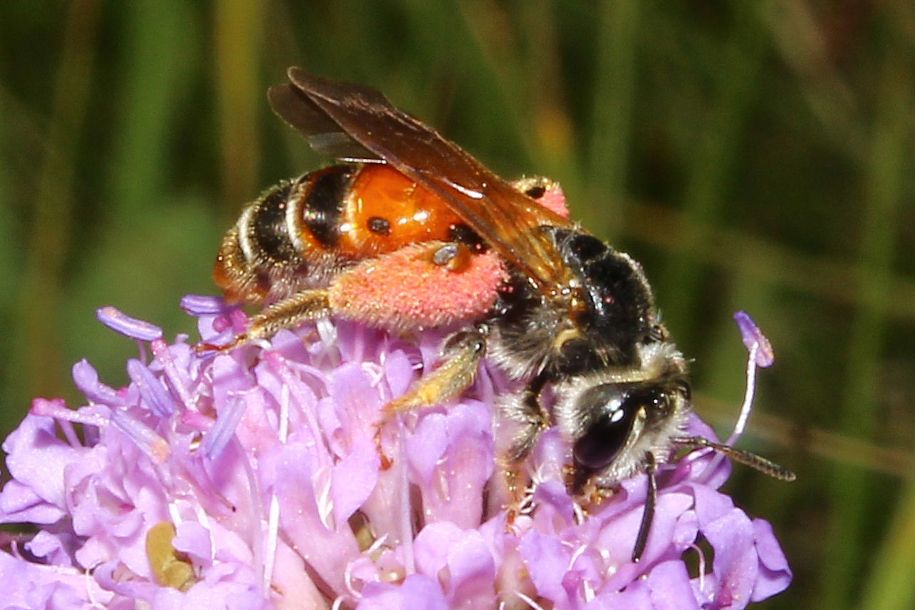 Andrena hattorfiana